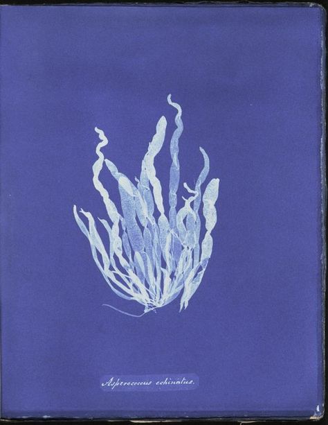 One of hundreds of thousands of free digital items from The New York Public Library. Anna Atkins Cyanotype, Alevel Photography, Tapestry Inspiration, Anna Atkins, Sea Flowers, Font Illustration, Female Photographers, Science Art, British Museum