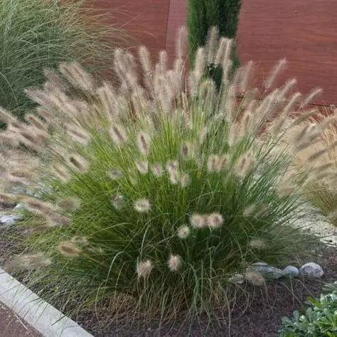 Red Fountain Grass, Pennisetum Alopecuroides, Blue Oat Grass, Lily Turf, Mexican Feather Grass, Nursery Plants, Fountain Grass, Sensory Garden, Grasses Garden