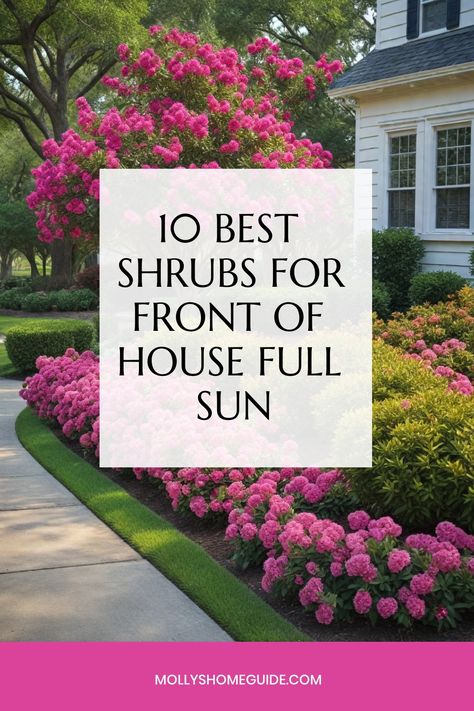 Explore a variety of low-maintenance shrubs that thrive in full sun for your landscaping needs. Discover the best shrubs, whether you're looking for dwarf evergreen options or vibrant flowering varieties. Add some color with shrubs featuring red leaves or opt for drought-tolerant options to create a beautiful yet practical front yard. Perfect for small spaces, these full-sun shrubs are ideal for enhancing the front of your house and making a statement with ease. Big Bushes In Front Of House, All Year Round Plants Front Yards, Bushes In Front Of House Low Maintenance, Small Shrubs In Front Of House, Year Round Plants Front Yards, All Year Round Plants, Bushes In Front Of House, Low Maintenance Landscaping Front Yard, Big Bush