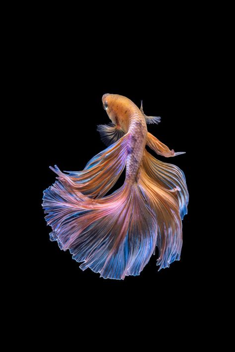 Betta Fish Tattoo, Pretty Fish, Fish Icon, Beta Fish, Dark Wallpaper Iphone, Beautiful Fish, Colorful Fish, Betta Fish, Koi Fish