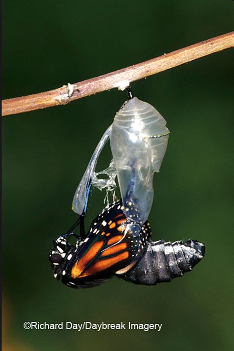 Butterfly Pupa, Butterfly Cocoon, Monarch Butterflies, Beautiful Bugs, Fashion Design Portfolio, Rare Animals, Ap Art, A Level Art, Creature Concept