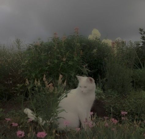 Fairy Grunge Aesthetic, Cat Icon, Pretty Animals, Cat Aesthetic, Cat Sitting, Nature Aesthetic, Pretty Cats, Green Aesthetic