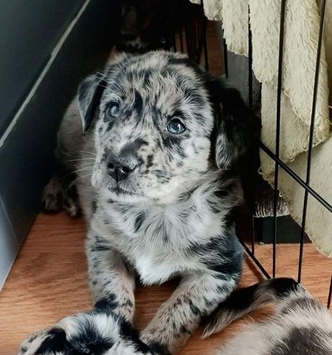 Aussie Lab Mix Dogs, Aussiedor Puppies, Shepard Mix Dogs, Aussiedor Dog, Australian Shepard Mix, Dogs Images, Cutest Pets, Shepherd Mix Dog, Cute Dogs Images