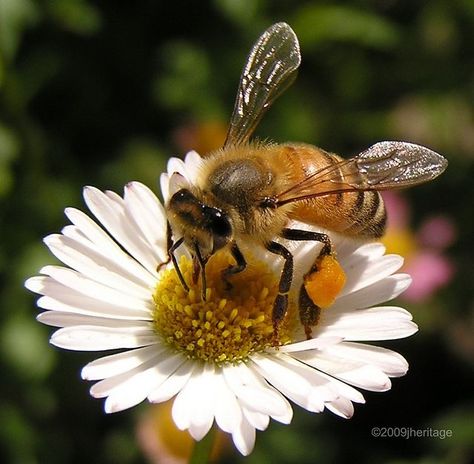 Honeybee On Flower, Bees On Flowers, Bee On A Flower, Honey Bee Facts, Bee Tattoos, Bee Flowers, Bee And Flower, Bee Pictures, Bee Photo