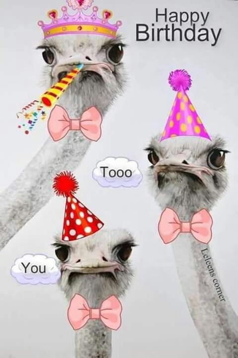 Ostrich Happy Birthday Quote Pictures, Photos, and Images for Facebook, Tumblr, Pinterest, and Twitter Happy Birthday Animals, Birthday Wishes Funny, Happy Birthday Meme, Happy Birthday Funny, Happy Birthday Pictures, Funny Happy Birthday, Happy Birthday Messages, Happy Birthday Sister, Birthday Meme