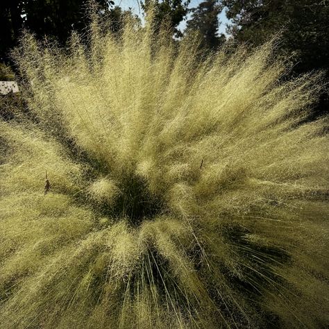 I just love the airy flow of the grasslands and you can evoke this dreamy, calming landscape in your own garden by planting this warm season grass. Muhly grass comes in various cultivars and with ‘Pink Cloud’ being most common. Also pictured here is the ‘White Cloud’. The white and pink parts of the plant are the flowers, and since this is a warm season grass it looks its best right now. In the winter, these need to be coppiced and pruned down to thrive in the following warm season months. Mu... Season Months, Parts Of The Plant, Seasons Months, Pink Cloud, White Cloud, Pink Clouds, In The Winter, Planting, Just Love