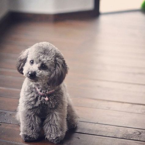 Grey poodle Grey Poodle, Silver Poodle, Poodle Puppies For Sale, Poodle Grooming, Tea Cup Poodle, Poodle Puppies, Pet Breeds, Poodle Mix, Poodle Puppy