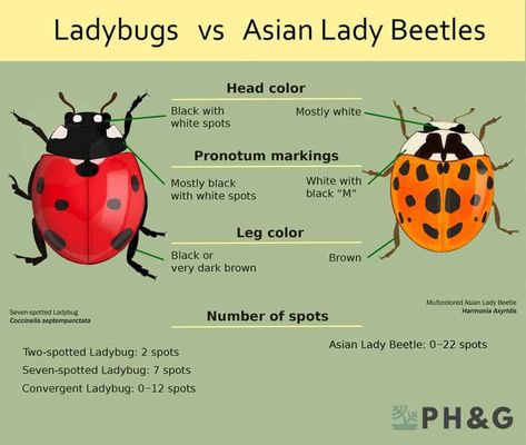 Types Of Beetles, Asian Lady Beetles, Asian Beetle, Ladybug Larvae, Ladybug Beetle, Spots On Legs, Lady Beetle, Garden Bugs, Garden Insects