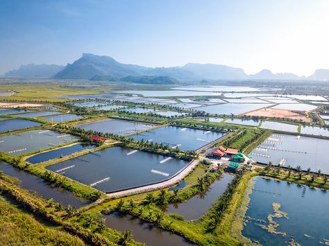 By 2030, 62 percent of all seafood produced for human consumption will come from aquaculture. Today, it’s about 50 percent. So, what is aquaculture? Shrimp Farming, American Heritage Girls, Aqua Culture, Environmental Research, Aquatic Ecosystem, Fish Farming, Animal Protein, Common Myths, Water Management