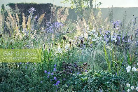 Calamagrostis brachytricha, Origanum laevigatum 'Herrenhausen', Geranium 'Rozanne', Anemone x hybrida 'Honorine Jobert', Pennisetum and Aster - Cory Lodge, Cambridge University Botanic Gardens. Calamagrostis Brachytricha, Perennial Combinations, Woodland Glade, Rice Image, Cabin Garden, Geranium Rozanne, Naturalistic Garden, Prairie Garden, Garden Plan