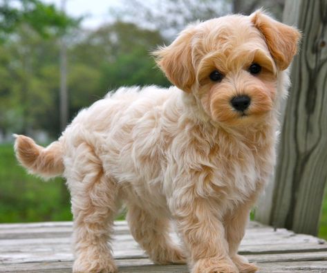 Maltipoo. a maltese and a poodle. yes it is okay to cry Anjing Maltese, Maltipoo Breeders, Anjing Pug, Poodle Mix Breeds, Best Apartment Dogs, Maltipoo Puppies For Sale, Apartment Dogs, Maltese Poodle, Maltipoo Puppy