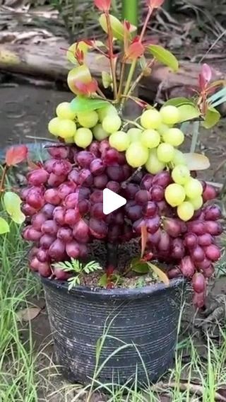 The Planto Facts on Instagram: "How To Grow Grapes Tree At Home #reels #Instagram" Grapes Tree, How To Grow Grapes, Grow Grapes, Grape Tree, Garden Idea, Reels Instagram, Growing Grapes, How To Grow, To Grow