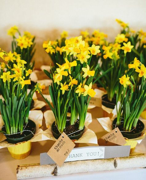 9 Creative Ways to Use Potted Plants In Your Wedding | TheKnot.com Daffodil Wedding, Tree Stumps, Succulent Centerpieces, Rustic Wedding Table, Daffodil Flower, Wedding Favors For Guests, Flower Tea, Rustic Wedding Decor, Flower Centerpieces