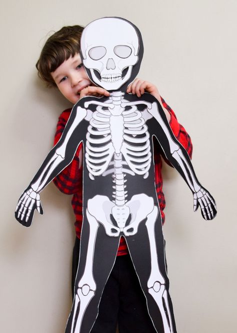 Life-Size Printable Skeleton for Kids | Adventure in a Box Human Skeleton For Kids, Muscular System For Kids, Human Body Outline, Skeleton For Kids, Skeleton Template, Life Size Skeleton, Human Body Model, Body Outline, Skeleton Model