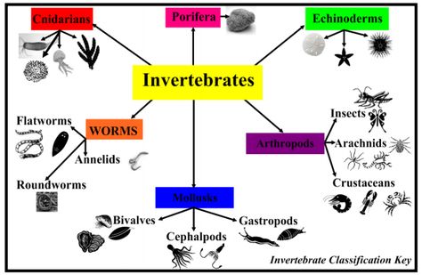 INVERTEBRATES CLASSIFICATION ACTIVITY.do Invertebrates Classification, Interactive Questions, Properties Of Matter, Arthropods, Crustaceans, Arachnids, Homeschool Science, Nature Kids, 5th Grades