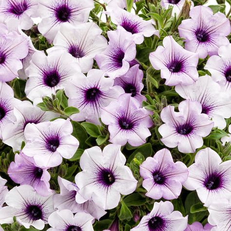 23 Colorful Supertunias for Your Garden | Proven Winners Proven Winners Recipes, Supertunia Vista Jazzberry, Proven Winners Containers, Oasis Landscape, Landscape Furniture, Proven Winners Plants, Cold Frames, Savage Garden, Flower Factory