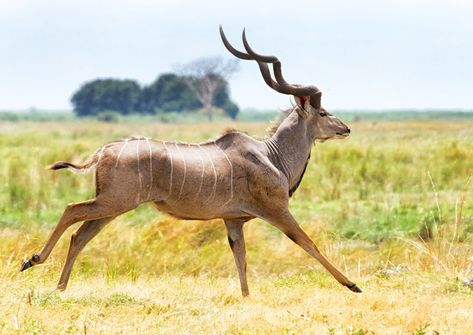 Greater kudu (Tragelaphus strepsiceros) Kudu Antelope, Greater Kudu, African Antelope, Africa Wildlife, Animal Study, Rare Animals, African Wildlife, Animal Games, African Animals