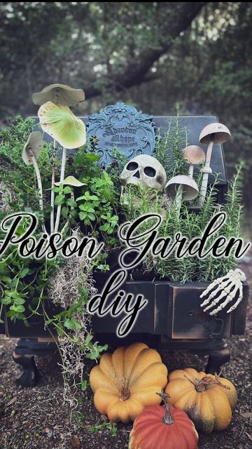 JG Co. on Instagram: "☠️🍄 We just made a poison garden .. who wants to come to dinner??? But seriously … We’ve always been intrigued by the Poison Garden at the 900 year old Alnwick Castle in England where the “sinister side of botany blooms” ~ @hgtv 🪴So we decided to make our own using lots of herbs, some cute metal mushrooms, a creepy sign, and some dollar store skeleton hands. 🌿☠️We used rosemary, spearmint, oregano, and peppermint . . . no belladonna the deadly nightshade, foxglove, stry Poison Garden Halloween, Deadly Garden, Poison Garden Aesthetic, Poison Garden Plants, Spooky Garden, Haunted Garden, Poisonous Plants Witchcraft, Poisonous Mushrooms Art, Poison Garden England