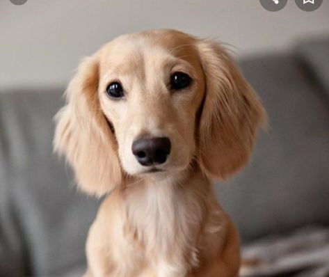 Cream Dashound cute Cream Dashound, Sausage Dogs, Dream Dog, Dachshund Puppies, Sausage Dog, Too Cute, Dachshund, Golden Retriever, Kiss