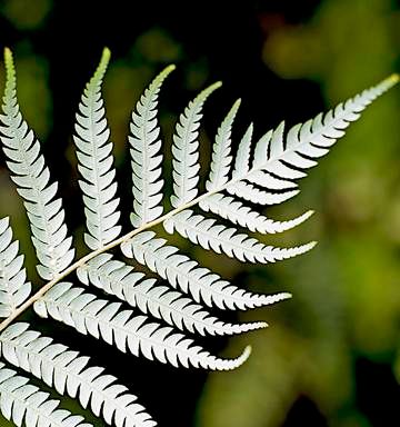 silver fern flag ... Remembrance Day Art, Types Of Ferns, Fern Tattoo, Silver Fern, Fern Plant, Laurel Leaves, European Culture, Rare Flowers, Orchid Plants