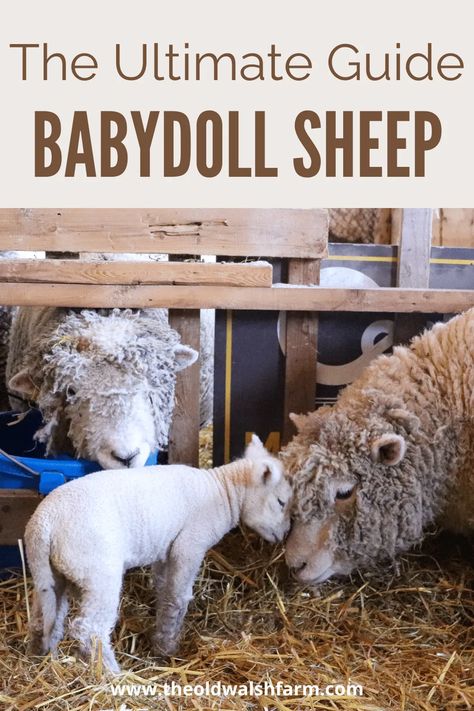 Sheep Breeds Chart, Southdown Babydoll Sheep, Babydoll Southdown Sheep, Baby Doll Sheep, Farm Goals, Textile Animals, Sheep Shelter, Katahdin Sheep, Southdown Sheep