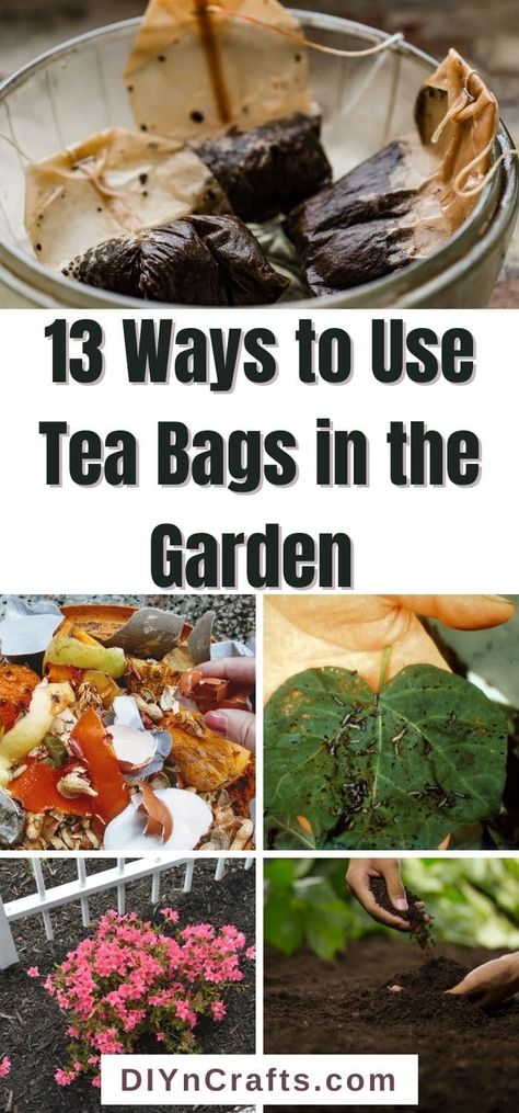 Tea In The Garden, Used Tea Bags, Acid Loving Plants, Tea Plant, Compost Tea, Vegetable Garden Diy, Gardening Hacks, Garden Help, Diy Gardening