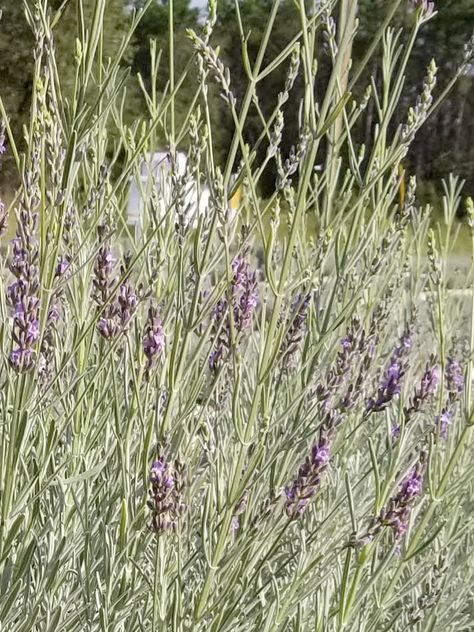 Growing Lavender In Florida, Grow Lavender, Cypress Mulch, Potted Lavender, Growing Lavender, Florida Panhandle, Florida Gardening, Manor Farm, Herb Garden Design