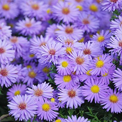 If you love purple flowers, asters offer many options, such as annual or perennial, low-profile to tall, and early to late blooming. Easy to cultivate and maintain, they have modest water needs, and attract a host of beneficial insects. Discover 11 purple asters now on Gardener’s Path. #asters #gardening #gardenerspath Asters Flower, Aster Flower, Pollinator Garden, Beneficial Insects, Purple Flowers, Perennials, Low Profile, Insects, Purple