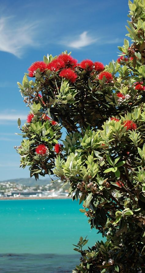 Phomemo Ideas, Nz Christmas, Pohutukawa Tree, Kiwi Birds, Contemporary Landscapes, New Zealand Christmas, Hawaiian Plants, Arranging Flowers, Waiheke Island