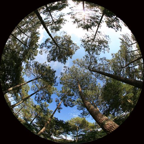 Treetops. 8mm fish-eye shot of trees , #Affiliate, #fish, #mm, #Treetops, #trees, #shot #ad Fish Eye View, Fish Eye, Tree Tops, Abstract Design, Photo Image, Royalty Free Stock Photos, Design Ideas, Trees, Celestial Bodies