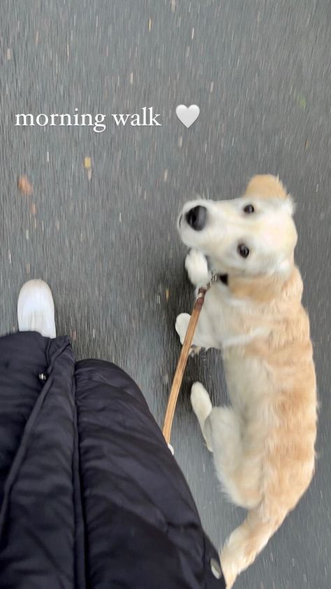 Dog Walking Aesthetic City, Walking My Dog Aesthetic, Walking Ig Story, Walk Dogs Aesthetic, Picture With Dog Aesthetic, Walk The Dog Aesthetic, Dog Life Aesthetic, Walks With Dog Aesthetic, Pictures With Dogs Aesthetic