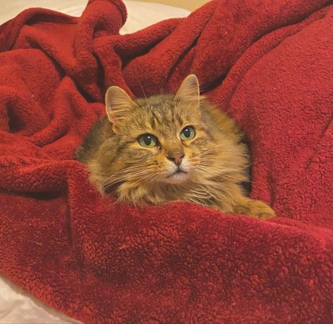 cute cat sits on a red velvet blanket on a bed Red Cats Aesthetic, Red Blanket Aesthetic, Red Animal Aesthetic, Cat Red Aesthetic, Red Cat Aesthetic, Cat Valentine Aesthetic, Animal Witch, Cute Cat Aesthetic, Lounge Vibes