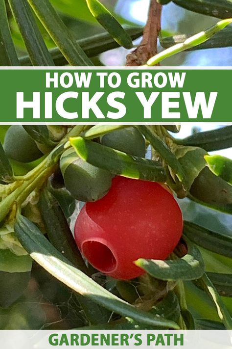 Missing an anchor in your garden design? Dependable, low-maintenance, and multipurpose ‘Hicksii,’ aka Hicks yew to the rescue! Grow it in diverse conditions and prune it to suit your needs. Hedging or specimen, sun or shade, learn how to grow this resilient, evergreen beauty now on Gardener's Path. #yew #gardenerspath Hicks Yew, Vegetable Benefits, Evergreen Shrubs, To The Rescue, How To Grow, Hedges, Low Maintenance, Health Benefits, To Grow