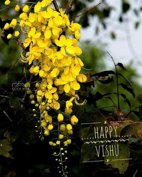 Vishu Images Hd, Vishu Wishes Images, Happy Vishu Images, Vishu Wishes, Vishu Images, Happy Vishu, Happy New Year Pictures, Best Friend Pictures Tumblr, Save Nature