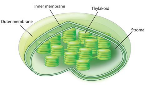 Me again! I was created from an inner and outer membrane. I am also located around the thylakoids. I also make chlorophyll. If you fall in the grass, the green streaks on your knees are the chlorophyll. Without chlorophyll grass wouldn't be green! And neither would other green plants. Remember to stay green and vote cloroplasts💚 Chloroplast Structure, Cells Organelles, Planet Cell, Pe Classroom, Cell Project, General Biology, Plant Cells, Learn Science, Cells Project