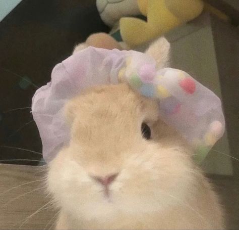 #bunny #cute #aesthetic #heartcore #heart #kdrama #aesthetic #loveyourbunny #bunnys #pink #emotional #cutebunny #fyp #foryoupage #foryou #homepage #rabbit Bunny Mom Aesthetic, Rabbit Profile Picture, Bunny Pfps Aesthetic, Cute Bunny Pfp, Rabbit Pfp, Bunny Pfp, Kawaii Pets, Cute Bunny Pictures, Bunny Mom