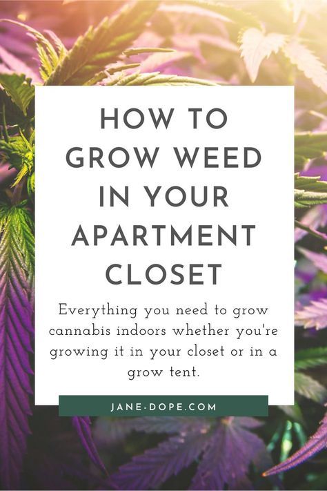 Growing Weeds In Pots, Growing Cannibus Plants In Pots, Indoor Cannibas Growing, Easy Diy Hydroponic Garden Indoor, Growing Cannibas From Seed Indoor, Diy Grow Tent, Devils Lettuce, Medicinal Wild Plants, Essential Oil Roller Bottle Recipes