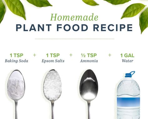 Homemade Plant Food to Keep Your Plants Happy | ProFlowers Plant Deficiencies, Homemade Plant Food, Natural Plant Food, Frugal Gardening, نباتات منزلية, Plant Nutrients, Inside Plants, Plant Health, House Plant Care