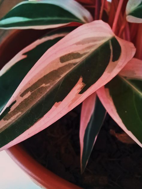 Folha da Maranta Tricolor rosa e verde Maranta Tricolor, Tri Color, Plant Leaves, Plants