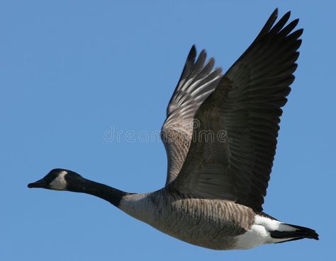 Goose Flying, Migrating Birds, Bird Painting Acrylic, Texas Lakes, Canadian Geese, Trumpeter Swan, Canada Geese, Conserve Energy, Snow Goose