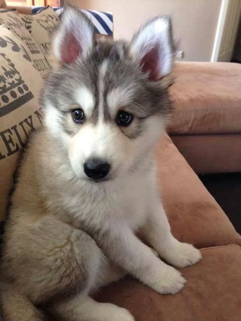 Am I cute????!! White Siberian Husky Puppy, White Siberian Husky, Cute Husky Puppies, Baby Huskies, Pomsky Puppies, Husky Puppies, Cute Husky, A Husky, Snow Dogs