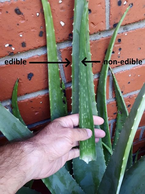 aloe-vera-varieties-comparison-chinensis-barbadensis-2 Aloe Plant Care, Growing Aloe Vera, Plant Structure, Potted Plants Outdoor, Arabian Peninsula, Aloe Vera Plant, Aloe Plant, Present Time, Aloe Vera Juice