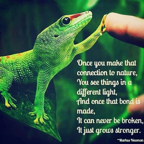 Reptile Reptile Quotes, Animals Quotes, Crested Geckos, Cute Lizard, Leopard Geckos, Writing A Love Letter, Quotes Nature, Reptile Room, Save Our Earth