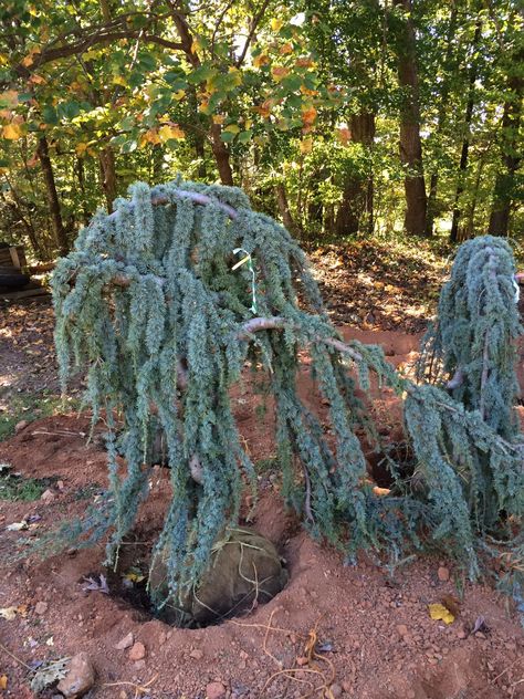 Weeping Norway Spruce Weeping Spruce, Witchy Mansion, Weeping Alaskan Cedar, Weeping Cedar, Weeping Blue Atlas Cedar, Weeping Norway Spruce, Deodar Cedar, Cedar Of Lebanon, Blue Atlas Cedar