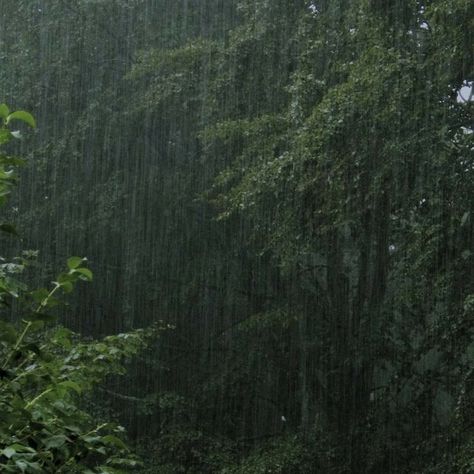 Rain In The Forest, Dark Naturalism, Rainy Day Aesthetic, Matka Natura, I Love Rain, Dark Green Aesthetic, Love Rain, Sound Of Rain, Clipuri Video