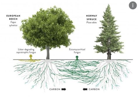 Mycorrhizal Fungi, Natural Farming, Food Web, Plant Science, Veg Garden, Soil Health, Soil Improvement, Farm Gardens, Permaculture