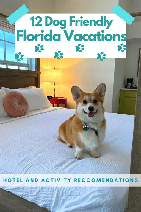 Florida Vacation Destinations, Florida Getaways, Family Resorts In Florida, Road Trip With Dog, Florida Vacation Spots, Florida Beaches Vacation, Florida Family Vacation, Dog Friendly Vacation, Kid Friendly Vacations