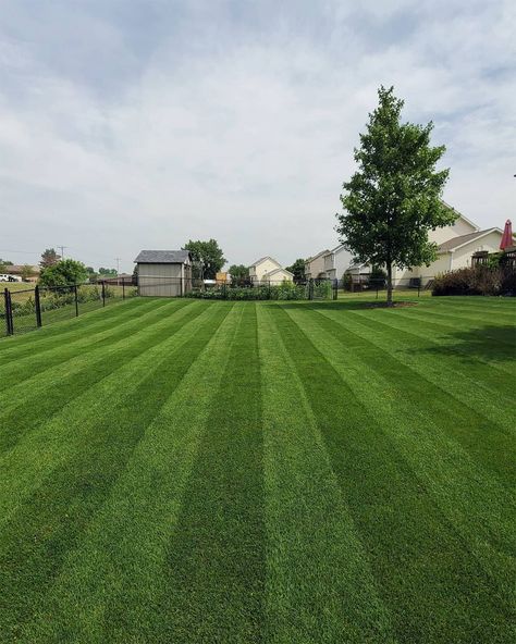 Marvel at the lush, green carpet of Kentucky Bluegrass in this image. Perfect for homeowners seeking a resilient lawn. Kentucky Bluegrass Lawn, Best Grass Seed, Grass Types, Tall Fescue, Soil Type, Types Of Grass, Grass Type, Green Carpet, Green Lawn