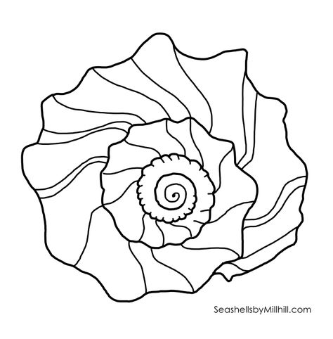 Drawing Shells Seashells, Shells Coloring Pages, Seashell Coloring Pages Free Printable, Seashell Outline, Seashell Zentangle, Ocean Images, Flower Pattern Drawing, Sea Colour, Beach Combing