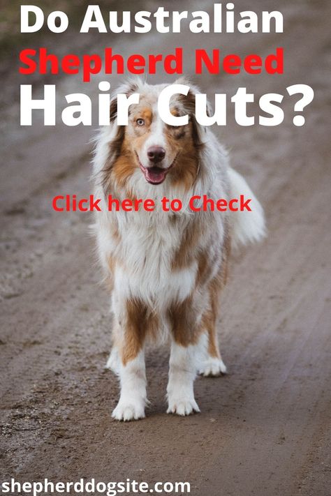 Australian shepherds do shed and because they are a larger breed with a multitude of fur, they shed quite a bit. If you are contemplating an Australian shepherd, you should keep this in mind for a few reasons, one being how much time do you have to spend brushing and vacuuming? Australian Shepherd Shaved, Groomed Australian Shepherd, Mini Aussie Grooming Styles, Australian Shepherd Tricks, Toy Australian Shepherd Puppy, Mini Australian Shepherd Haircut, Shaved Aussie Dog, Mini Australian Shepherd Blue Merle, Aussie Grooming Styles